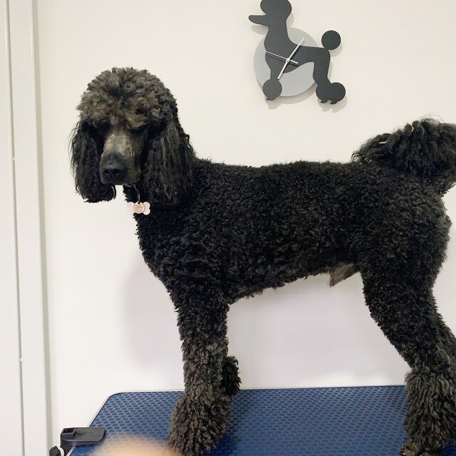 Cockapoo Wagging Tail Wall Clock