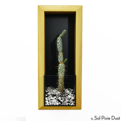 The "Living Frame" - Iroko Wood Planter