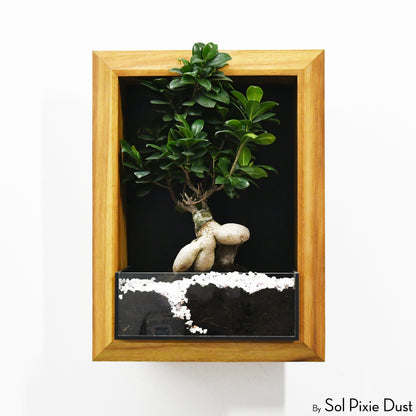 The "Living Frame" - Iroko Wood Planter & Wall Clock