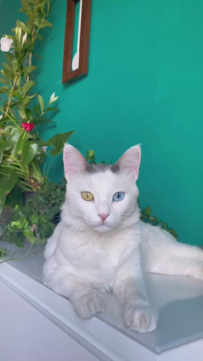 Bluntly Modern Design Solid Iroko Wood - Grandfather Pendulum - Wall Clock / Table Clock